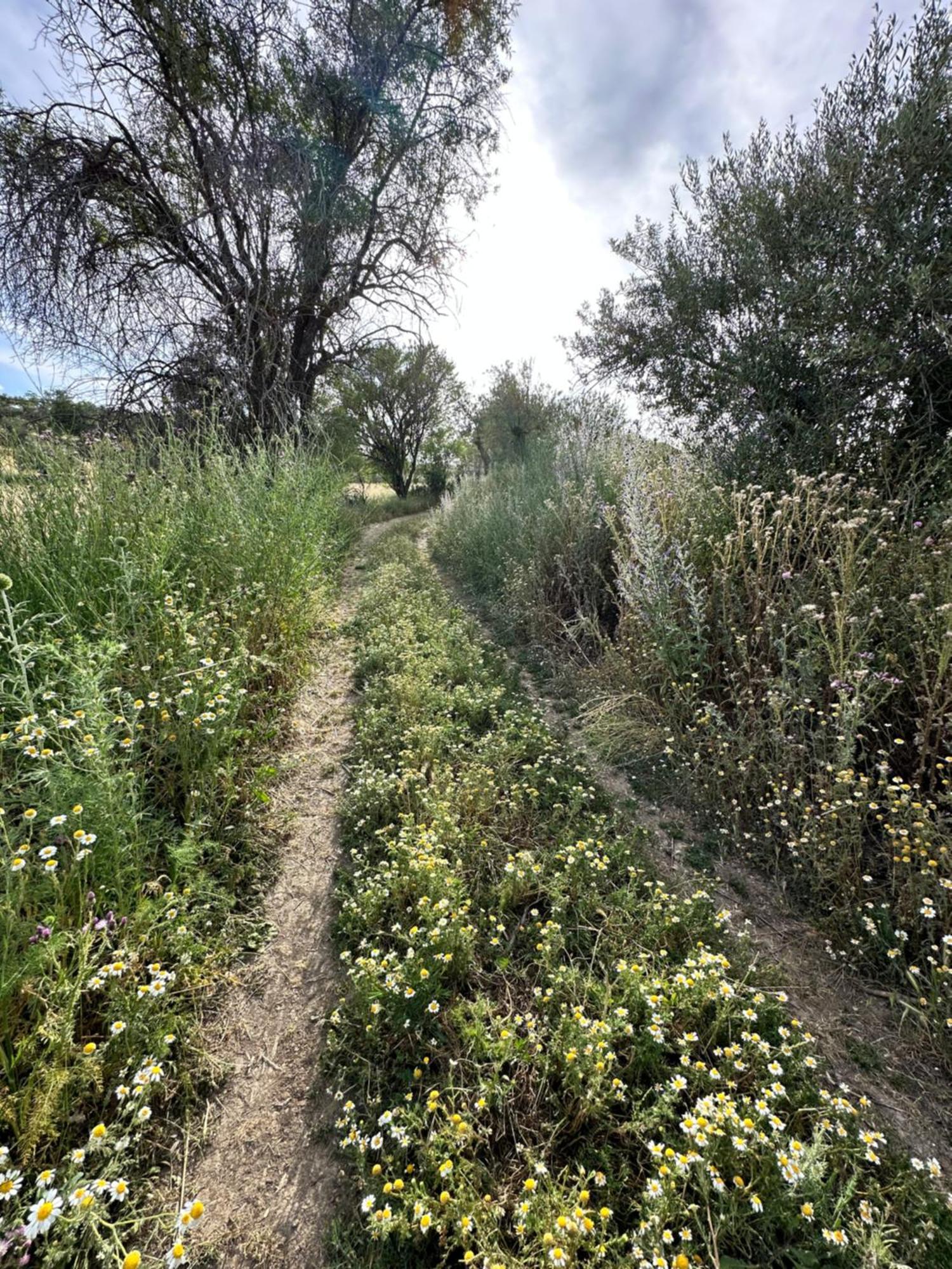 Bungalow Golosina Torrelaguna Εξωτερικό φωτογραφία